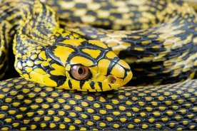 王锦蛇：无毒也能称霸王？眼镜王蛇碰见也要退避三舍图片