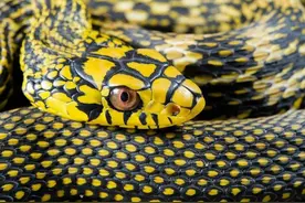 王锦蛇：无毒也能称霸王？眼镜王蛇碰见也要退避三舍图片