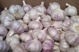 大蒜捣碎泡水养花的妙处，现在知道还不晚图片