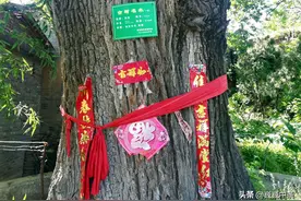 晋南山村发现1200年古树 10万元不卖 70岁老农言说一串神奇故事图片