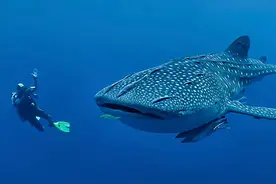 鲸鲨现身辽宁獐子岛，世界上最大的鱼，为何却只在指定地点聚集？图片