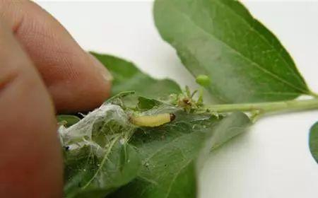 被桃小食心虫为害的枣果