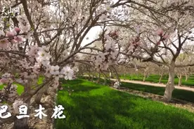 4月的莎车 当巴旦木花遇上油菜花图片