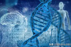 致命的交配：雌性蜘蛛欲性食同类，雄性却争先恐后赴死图片