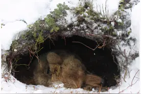 冬眠的熊会被食肉动物吃掉吗？专家：老虎会威胁冬眠熊的生存图片