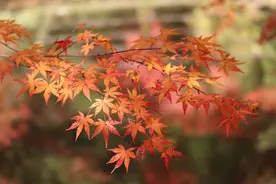 坏了，Redis服崩了，内存中的数据该如何恢复？图片