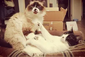 如何挑选猫粮？少花冤枉钱 买实在好猫粮图片