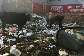 从印度到兰州：一个新冠康复女生677天的艰难回国记图片