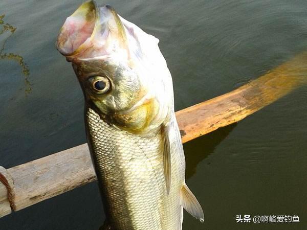 翘嘴鱼怎么去鱼鳞