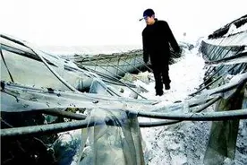 6旬农民投保才7天，大棚遭雪灾破坏，1200万保险为何拒赔？图片