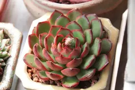 多肉是一门学问，讲究肉、盆、土、药的黄金搭配！图片