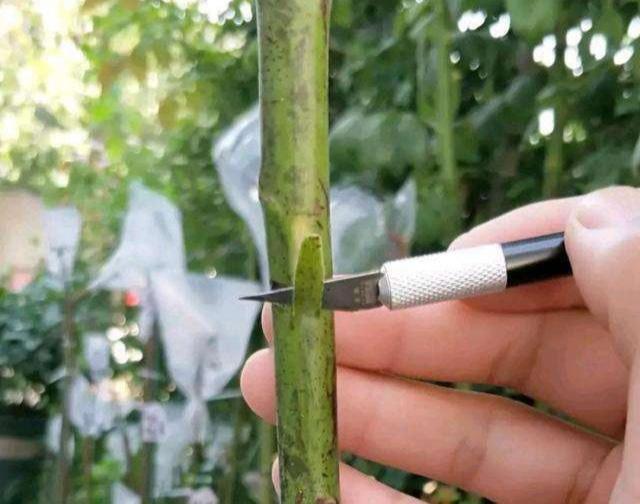 月季嫁接很难？教你一招，就能提高嫁接成活率，让植株开出多色花