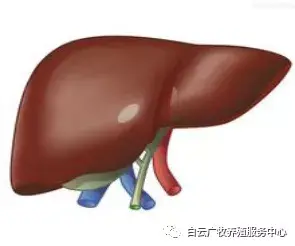 效养蛋禽-全解--如何高效有力的养殖蛋禽增加产蛋，收入