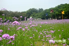 柳州市雀儿山公园7000平米柳叶马鞭草花海盛放图片