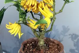 佛手花很香，家养有技巧，注意这些点图片