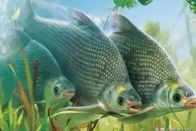 美文心阅：武昌鱼图片