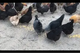 江苏扬州：现代“周扒皮”，带着金毛去偷鸡，东西到手了，人进去了！图片