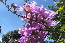 紫薇的种植介绍图片