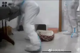 “宠物狗在家被扑杀”，我们到底在关注什么图片