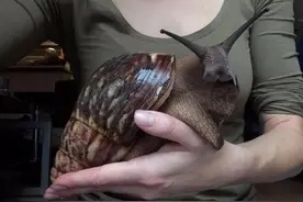 泛滥长达90年！看似美味的非洲大蜗牛，为何国内吃货却不敢吃？图片