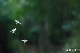 君子之风 山高水长—— 忆陶梅岑先生图片