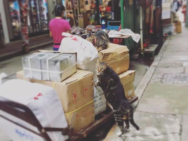 膨鱼腮花胶 膨鱼腮可以吃吗