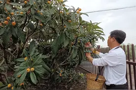“枇杷村”里收获忙图片