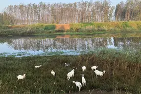 鲁西南地区方言趣谈，浓浓的乡土味里透着质朴和亲切，令人难忘图片
