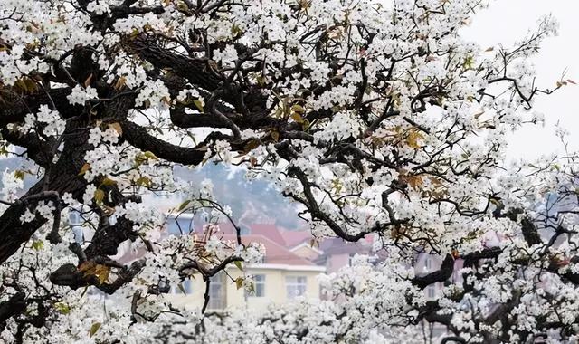 八十五年前评出的“青岛十景”，你知道几个？