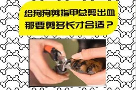 【医知宠】给狗狗剪甲总剪出血，医生竟说剪掉它的血线即可解决？视频封面