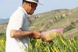 如何干制黄花菜？农村老妈这样做，简单一步，一年不坏视频封面