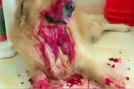 不建议给狗狗吃红心火龙果的原因图片