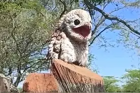 哥伦比亚妇女发现一只鬼鸟在晒太阳，还鬼魅般怪叫，吓坏了图片