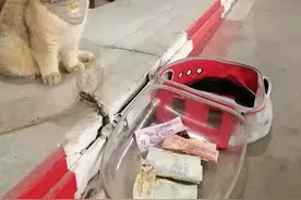 猫咪可以像狗一样带出门吗？这4个注意事项铲屎官一定要记得图片