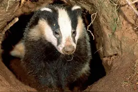 以前瓜农打獾子不用钢叉，都一棍子撂倒，号称平头哥的獾战力如何图片