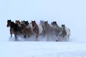总书记多次提到的“蒙古马精神”是什么？图片