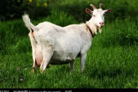 喝牛奶好还是喝羊奶好？图片