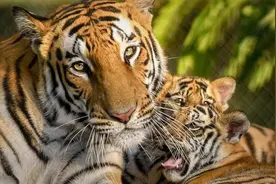 带着虎宝宝的虎妈妈，为何不咬人？美丽的杀人机器也有安全的一面图片