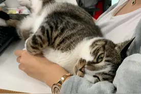 居然还有喵胖过大橘？！请把“中华狸花猫牛逼”打在公屏上图片