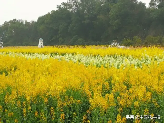 北国杏花初绽，江南已是油菜花漫山，“可甜可盐”的彩色油菜花，爱了！