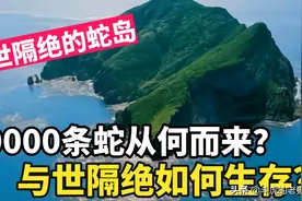 大连蛇岛上的20000条毒蛇，这些毒蛇从何而来？是否有天敌呢？图片