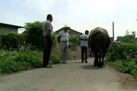耕牛老了不能再下地干活 80岁爷爷为耕牛养老 有情有义图片