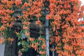 9种“强劲花”，开花美如仙，一年窜3米，爬到墙上做“花海”图片