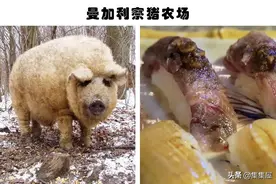 奇怪的农场：真实存在世界上的5个饲养着奇怪动物的农场图片