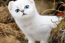 万物皆可喵，国外设计师把所有动物，变成猫咪模样图片