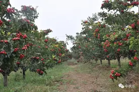 山楂树夏管，补养用药两不误图片