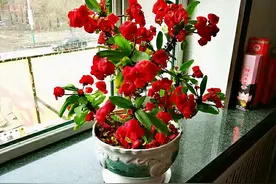 进入7月，6种花不用买，收集一些枝叶，自己就能繁殖图片