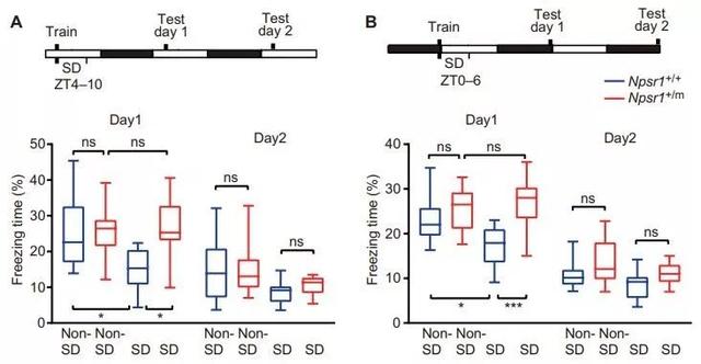 睡得少照样记性好！科学家找到了有可能实现这种好事儿的基因