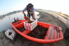 一段养小龙虾的血泪经历！想搞养殖的新手请注意，避免踩坑图片