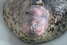 杭州长乔极地海洋公园：身患疾病的动物也要被迫表演“赚钱”吗？图片